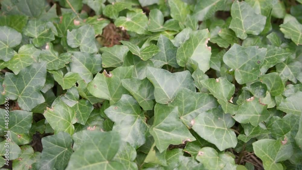 Ivy leaves growing in the forest, natural background. Ivy leaves growing in the forest, natural background.