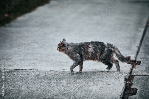 Fluffy cat walks outside in rainy weather. Horizontal background with cat and copy space