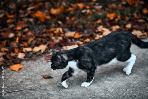 Photography of street animal in Russia, a beautiful cat walking in nature