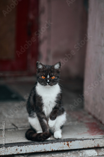 Vertical portrait of a licking cat with bright orange eyes and space to insert text