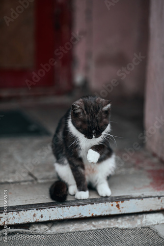 Domestic cat washing up on the doorstep