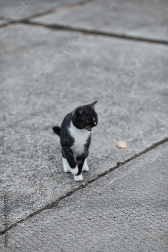 Little tuxedo cat sits on concrete slabs and meows loudly