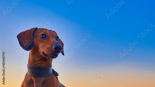 The head of a hunting dog against the blue sky