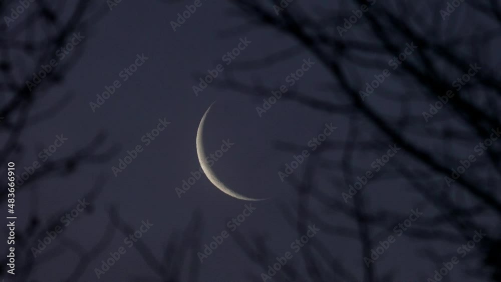 Tokyo,Japan - January 30, 2022: The rising waning crescent moon beyond leafless American Sweetgum trees at break of day
