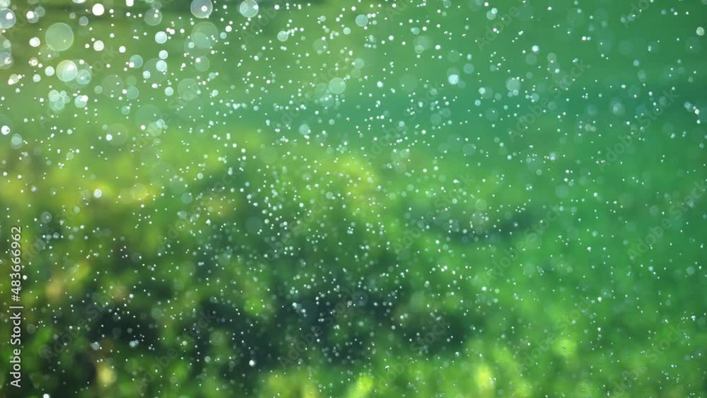 Seagrass photosynthesising underwater visual oxygen