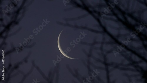 Tokyo,Japan - January 30, 2022: The rising waning crescent moon beyond leafless American Sweetgum trees at break of day
