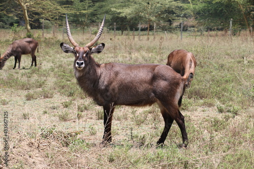 Maasai Mara Kenya Safari antelope