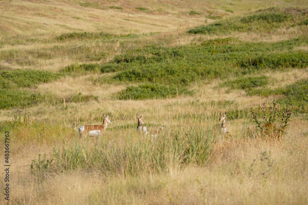Naklejka premium Des animaux dans un champ sauvage