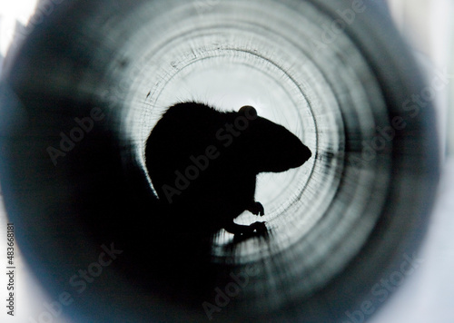 Brown rat in a water pipe