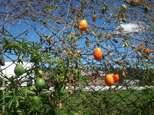 granadas en el arbol