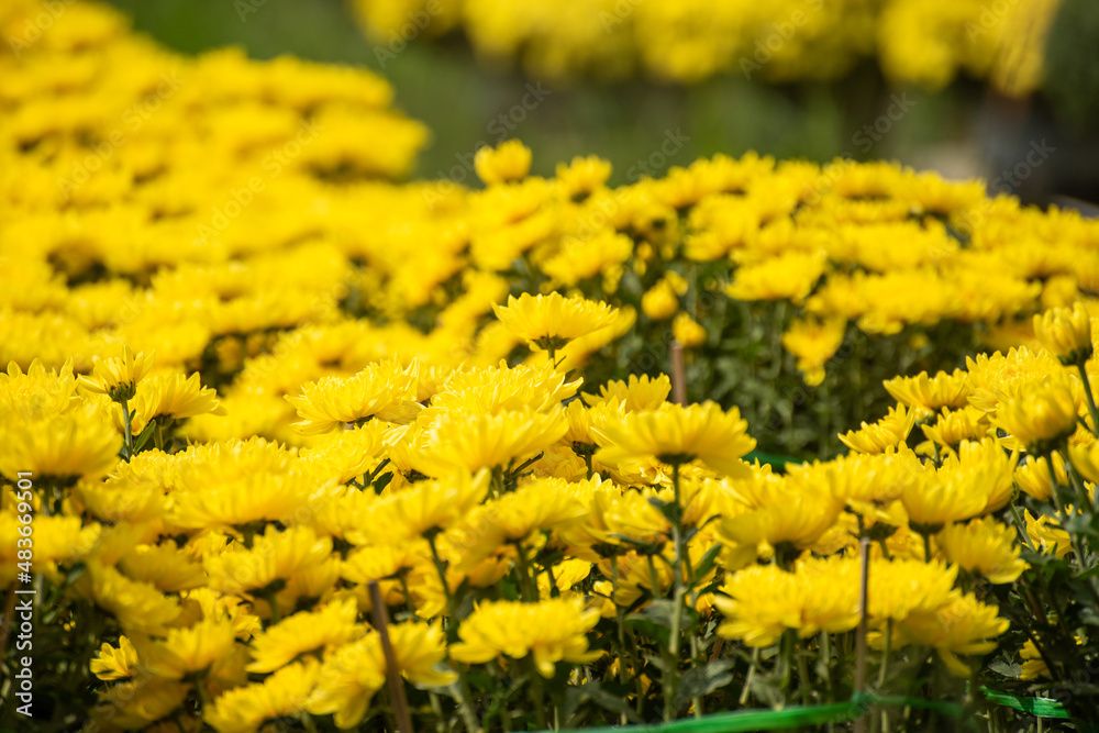 Royalty high quality free stock image. Farmers are taking care of baskets of marigolds and chrysanthemums in the spring garden Royalty high quality free stock image. Farmers are taking care of baskets of marigolds and chrysanthemums in the spring garden