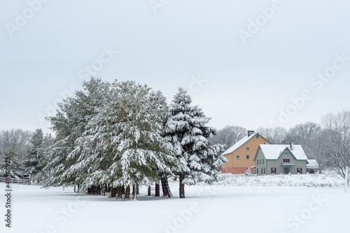 Christmas Trees in the Winter in the Living HistoryFarm in Des Moines Iowa Midwest  photo