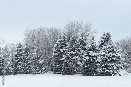 Wallpaper Mural Christmas Trees in the Winter in the Living HistoryFarm in Des Moines Iowa Midwest  Torontodigital.ca
