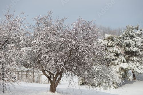 Winter Trees in Living History Farm in Urbandale Des Moines Iowa Midwest photo