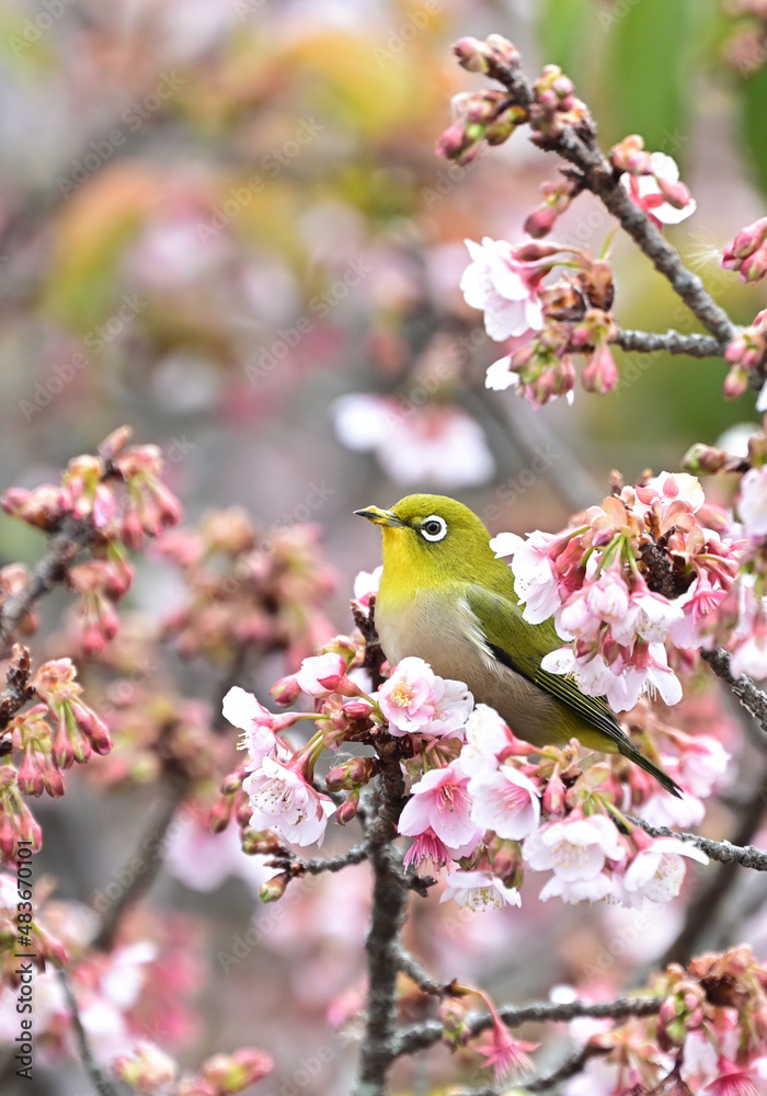四国香川県丸亀市の寒桜(かんざくら)とメジロ 四国香川県丸亀市の寒桜(かんざくら)とメジロ