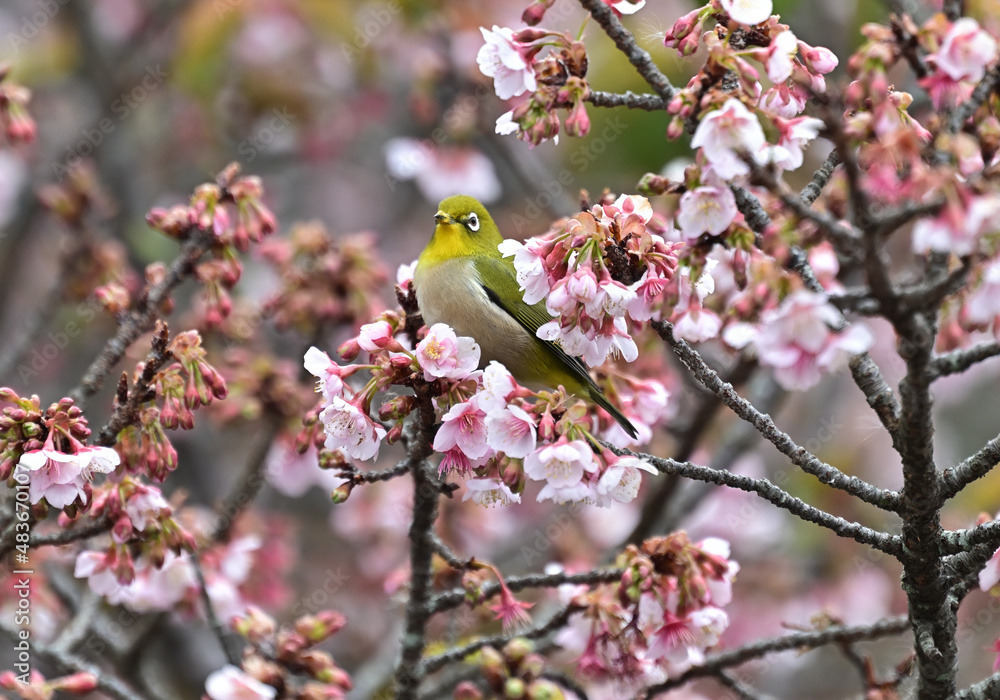 四国香川県丸亀市の寒桜(かんざくら)とメジロ 四国香川県丸亀市の寒桜(かんざくら)とメジロ