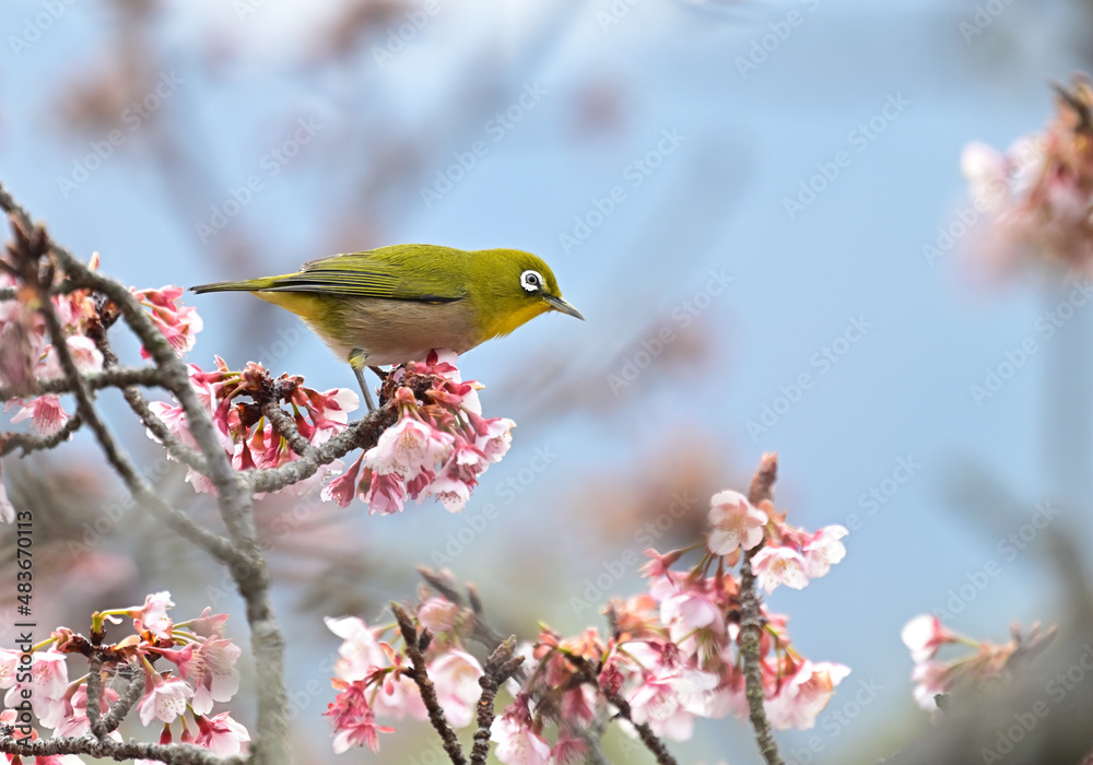 四国香川県丸亀市の寒桜(かんざくら)とメジロ 四国香川県丸亀市の寒桜(かんざくら)とメジロ