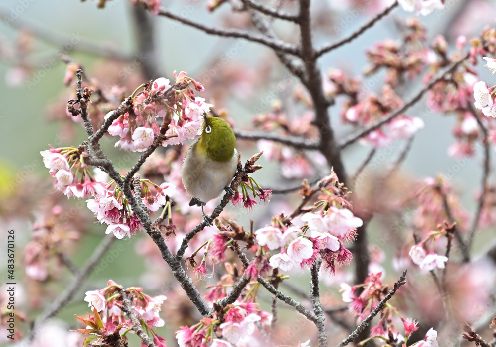 四国香川県丸亀市の寒桜(かんざくら)とメジロ 四国香川県丸亀市の寒桜(かんざくら)とメジロ