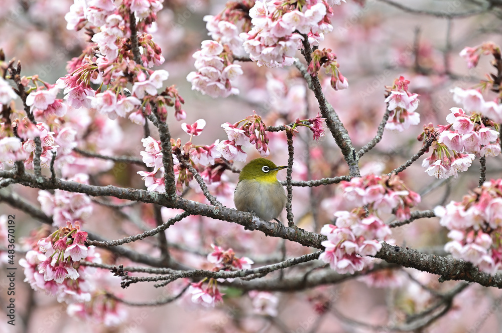 四国香川県丸亀市の寒桜(かんざくら)とメジロ 四国香川県丸亀市の寒桜(かんざくら)とメジロ