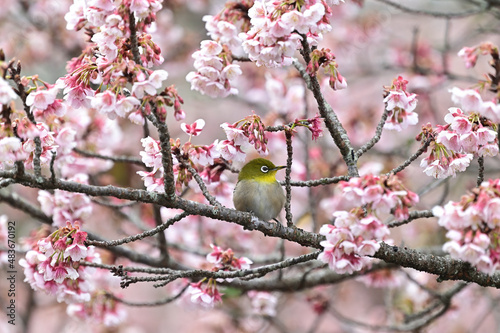 四国香川県丸亀市の寒桜（かんざくら）とメジロ