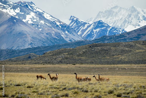 group of Guanaco (Lama guanicoe) at Perito Moreno national park, Argentina