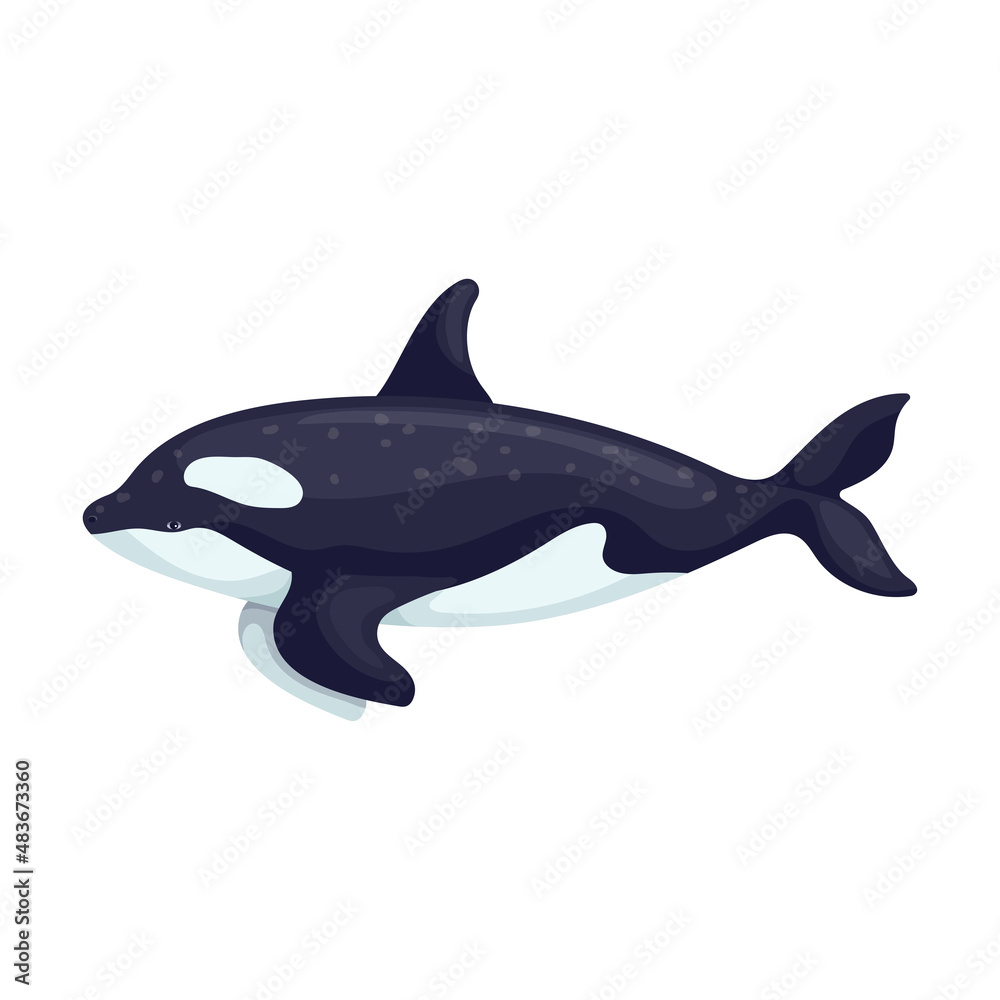 Fototapeta premium Killer whale colorful illustration of cetaceans from the dolphin family, toothed whales. Vector graphics.