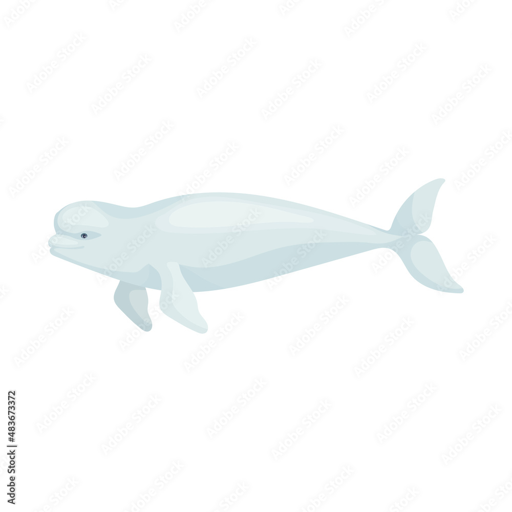 Beluga whale colorful illustration of a marine mammal of the narwhal family.Vector graphic. Beluga whale colorful illustration of a marine mammal of the narwhal family.Vector graphic.