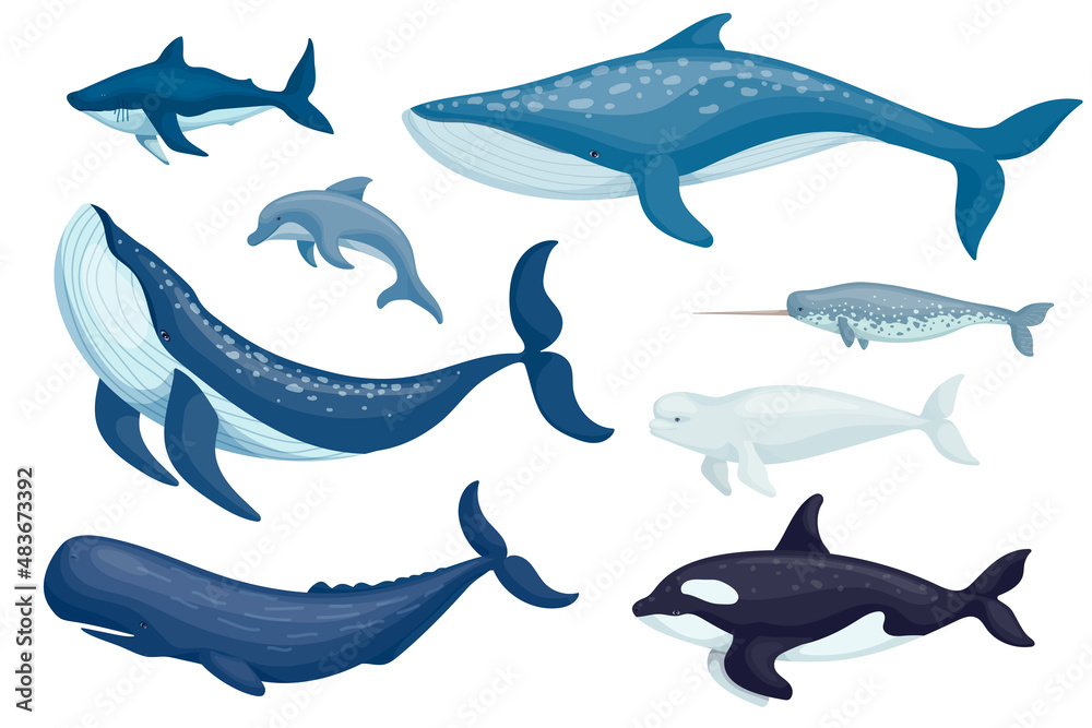 Set of marine mammals, fish. Vector graphics. Set of marine mammals, fish. Vector graphics.