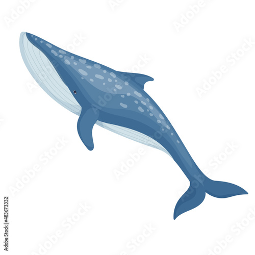 Blue whale colorful illustration of the largest marine mammal. Vector graphics.
