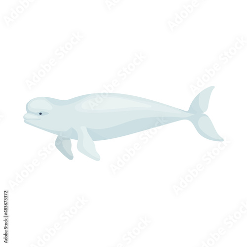 Fototapet Beluga whale colorful illustration of a marine mammal of the narwhal family