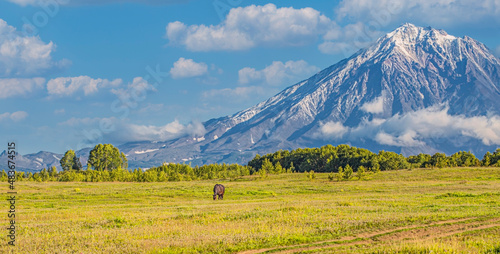 Volcano and meadow with a horse in Kamchatka Peninsula
