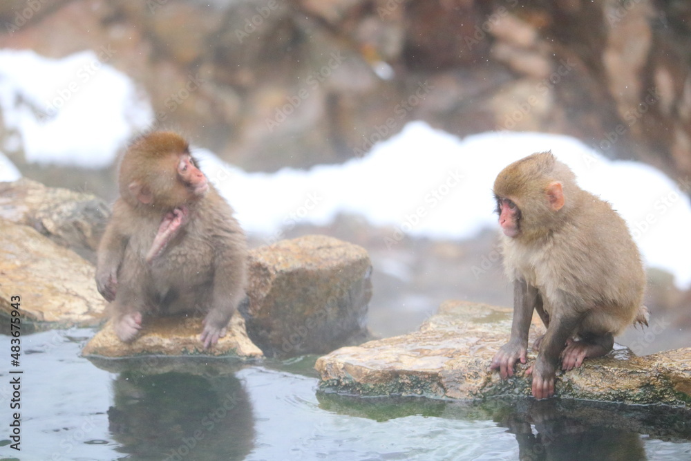 Obraz premium 水辺の野生の兄弟猿