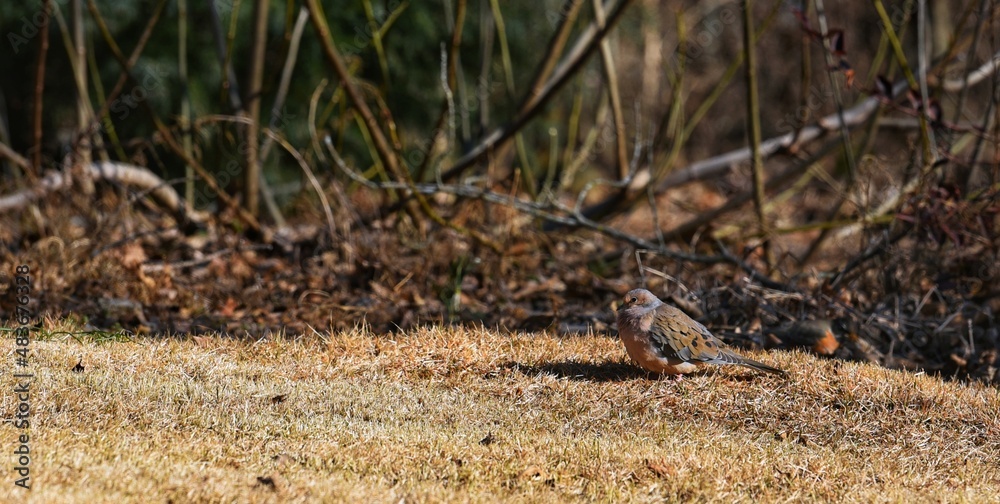 Robin Bird Robin Bird