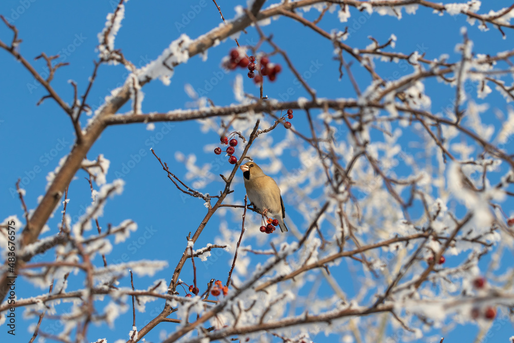 A female of the common grosbeak (Coccothraustes coccothraustes) among the branches of a wild apple tree covered with snow against a blue sky. Feeding birds in winter, grosbeak eats crab apple fruits A female of the common grosbeak (Coccothraustes coccothraustes) among the branches of a wild apple tree covered with snow against a blue sky. Feeding birds in winter, grosbeak eats crab apple fruits