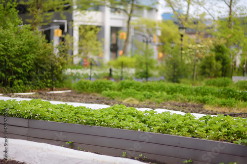 Canvas Print Community kitchen garden