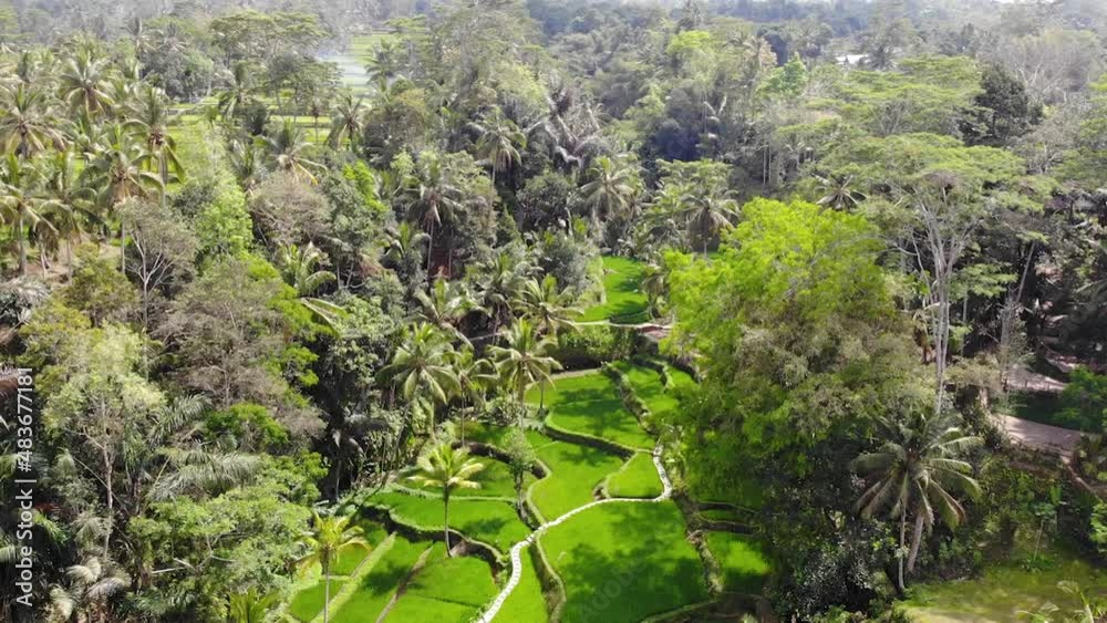 Aerial view panning upwards at rice field in Ubud, Bali. Aerial view panning upwards at rice field in Ubud, Bali.
