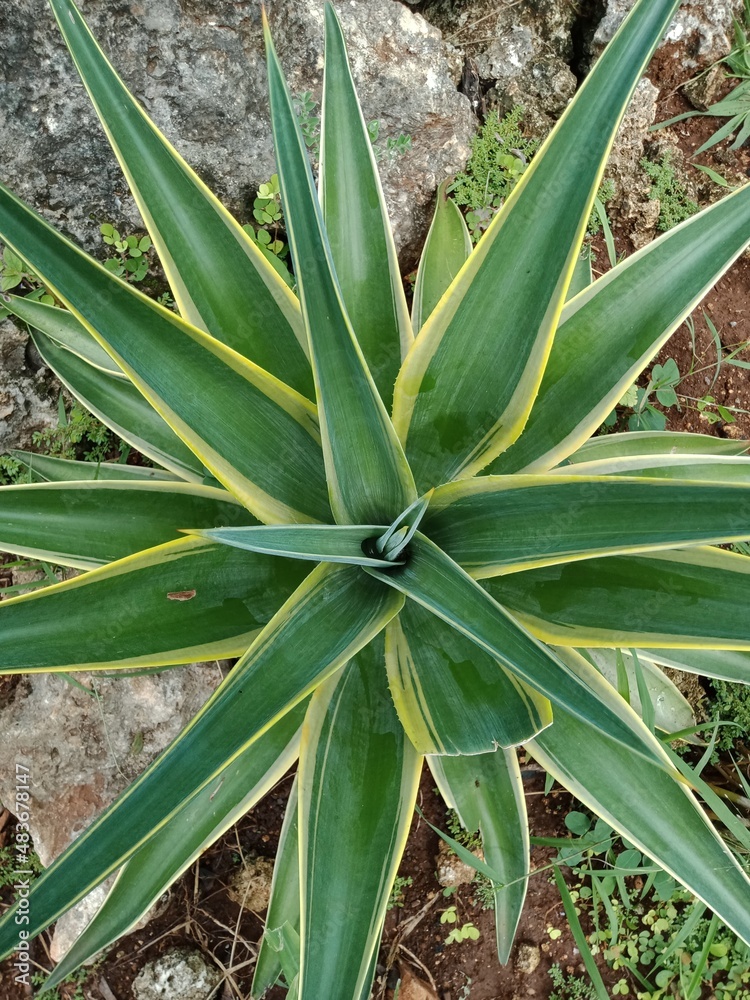 Obraz premium aloe vera plant