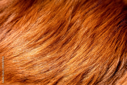 Ginger dog fur, brushed furry pet texture