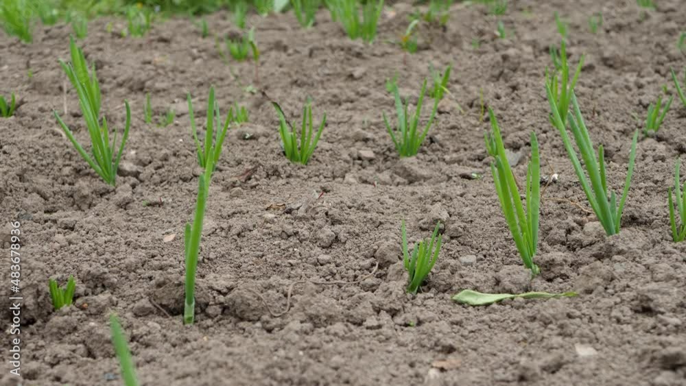 Fresh green onion in field with soil ground. Natural spicy food ingredient. Ripe green food sprouts farm Fresh green onion in field with soil ground. Natural spicy food ingredient. Ripe green food sprouts farm