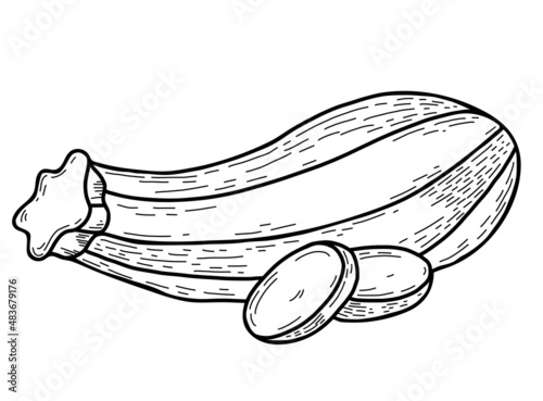 Vegetable marrow. Beautiful oblong striped zucchini and chopped pieces of vegetables. Vector illustration. Linear hand drawing in doodle style, outline for design, decor and decoration