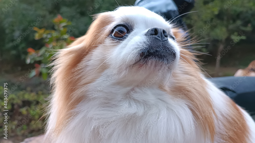 Cute Chihuahua dog is smiling at you.