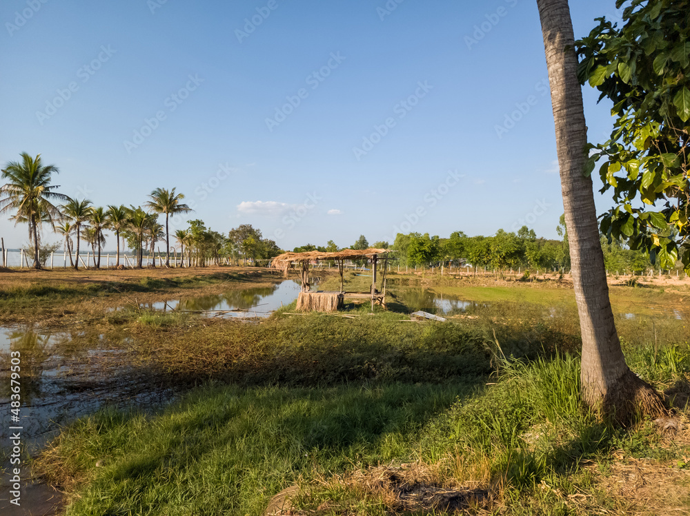 Obraz premium The landscape of rice fields during the day with bright skies