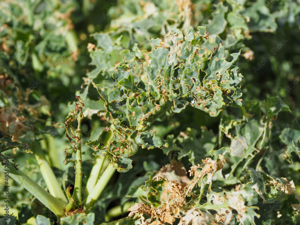 Attacks on vegetables from worms Attacks on vegetables from worms