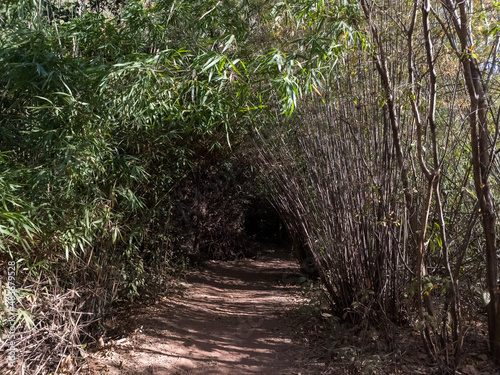 Textured landscape of mountain walkways and bamboo trees at Naka Cave in Thailand