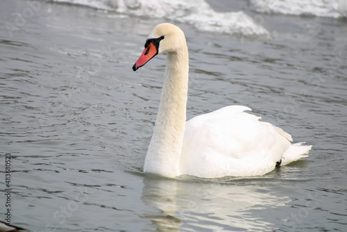 Goose at Scarborough Bluffs Park, Ontario, Canada