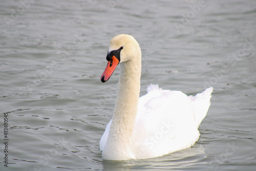 Goose at Scarborough Bluffs Park, Ontario, Canada