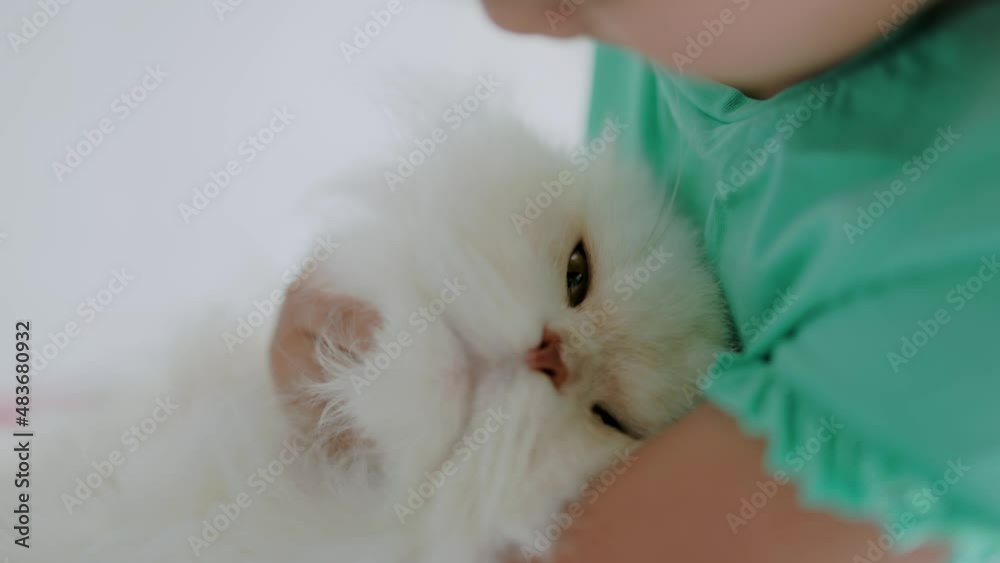 Girl hugging and scratching the chin of a white long-haired Persian cat. A relaxed white cat looking at the camera. Camera focus on the cat's eyes. Girl hugging and scratching the chin of a white long-haired Persian cat. A relaxed white cat looking at the camera. Camera focus on the cat's eyes.