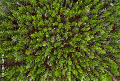 Aerial view of a Nordic forest with beautiful tress and green colours.  © FRPhotos