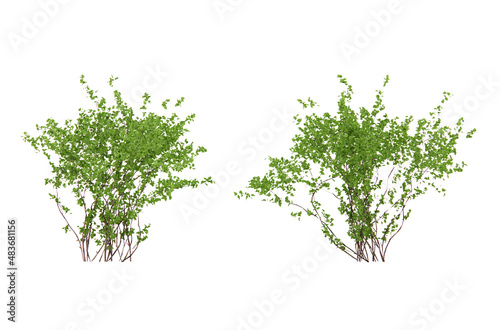 Leinwand Poster Isometric shrub plant 3d rendering