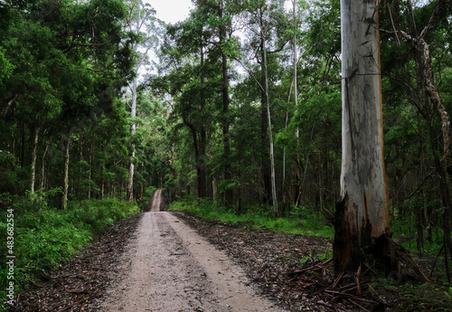 The Fire Trail to Kedumba photo